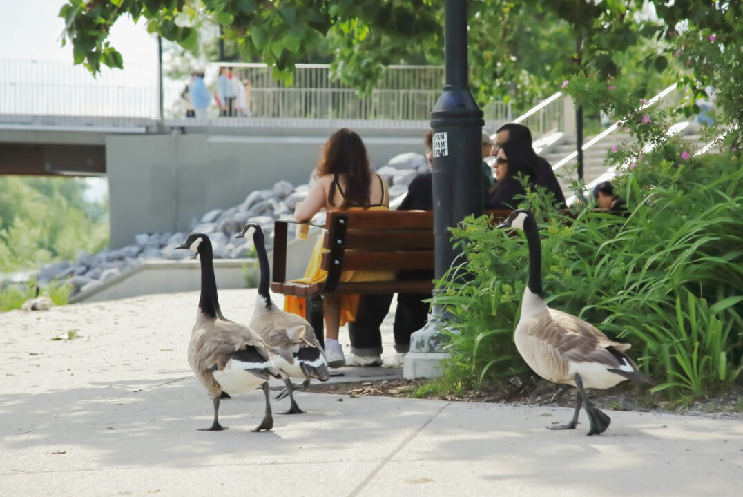 Latina-Canadian woman photographing a scene on a city sidewalk